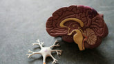 Best Brain Health Supplements: What Actually Works?