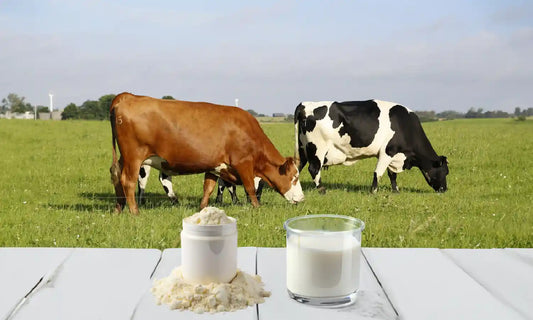 What is Bovine Colostrum: Benefits, Nutrition, Uses, and Potential Side Effects