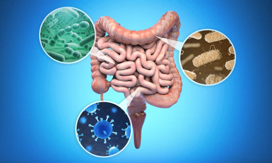 Colostrum Supports and Balances the Gut Microbiome