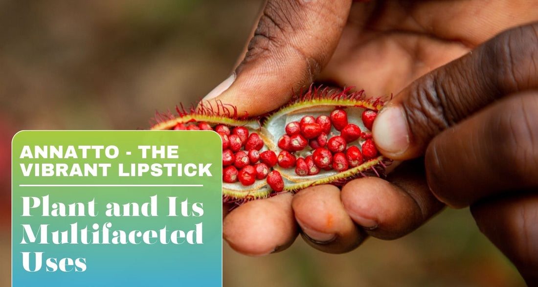 Annatto - The Vibrant Lipstick Plant and Its Multifaceted Uses