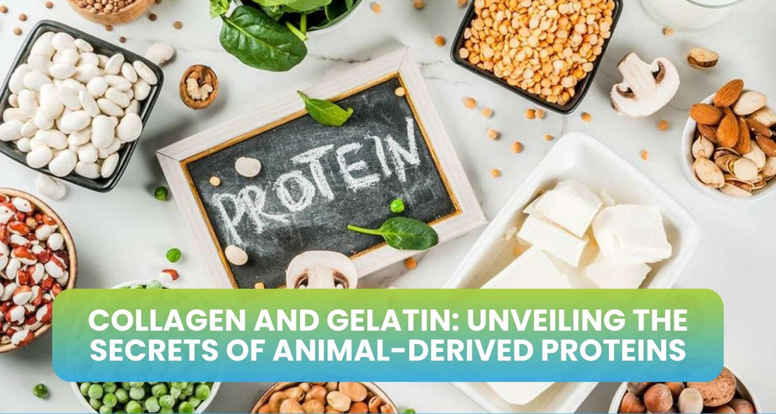 Collagen And Gelatin: Unveiling the Secrets of Animal-Derived Proteins