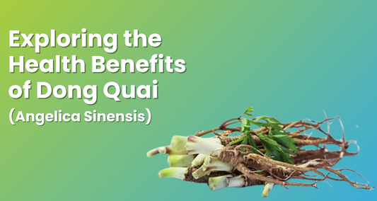 Exploring the Health Benefits of Dong Quai (Angelica Sinensis)