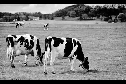 The Incredible Journey of Colostrum–From the Era of Rishis to Today’s Research