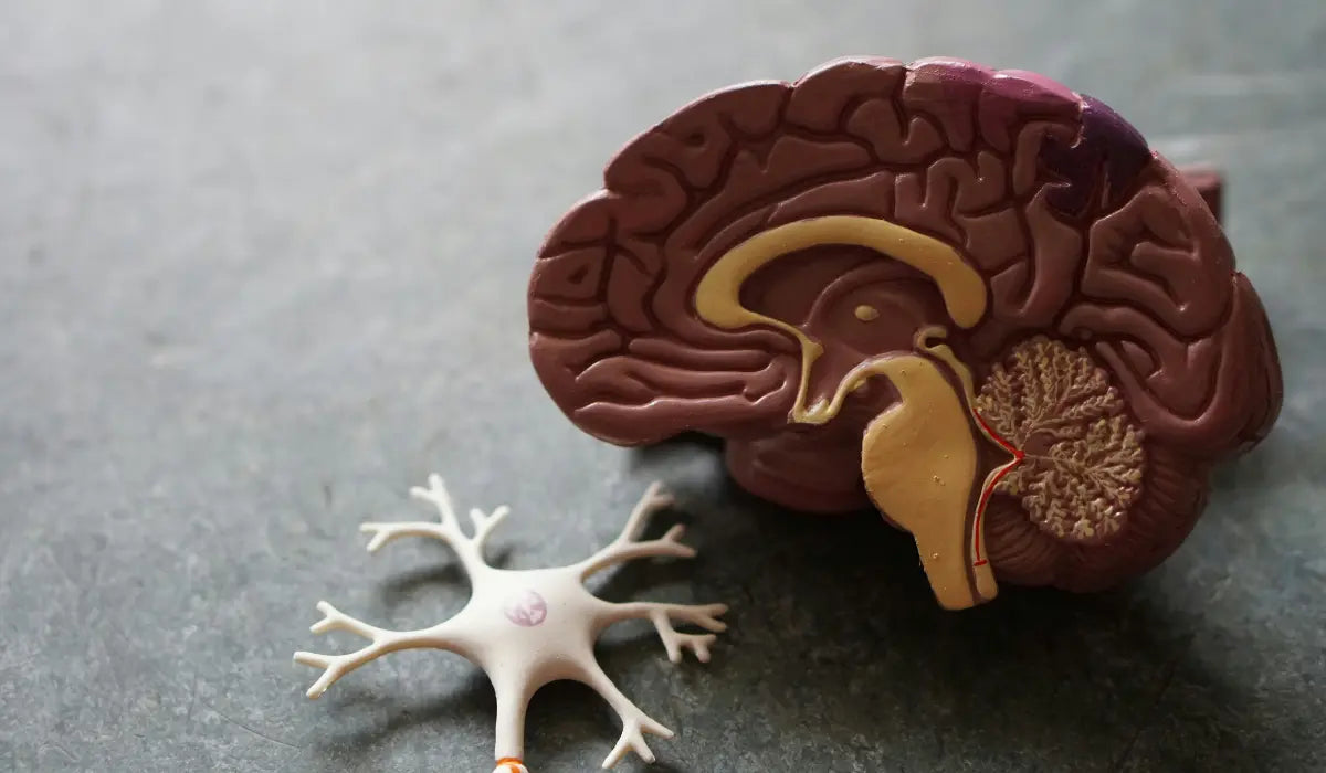 Vitamin E family: Role in the Pathogenesis and Prevention of Alzheimer's Disease