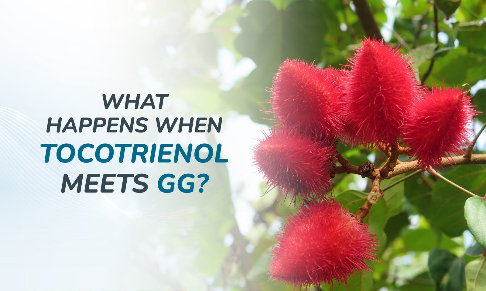 Why You Should Consume Vitamin E Tocotrienols and Geranylgeraniol GG Together?