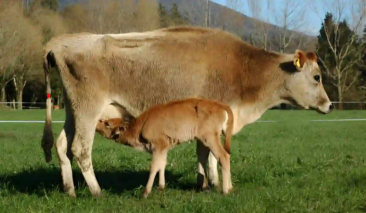 Strategic Supplementation Boosts Dairy Colostrum and Milk Quality