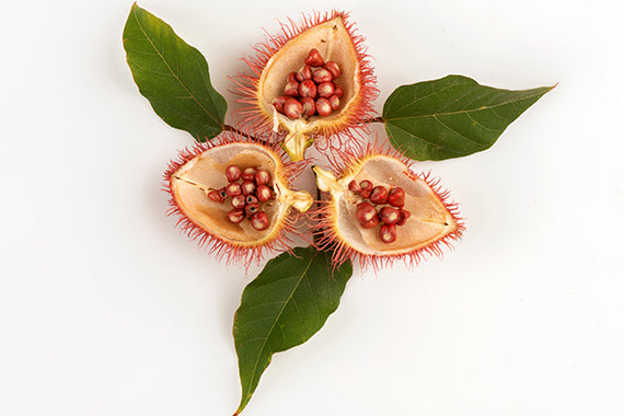 Extract the Tocotrienol vitamin E from the Annatto seeds