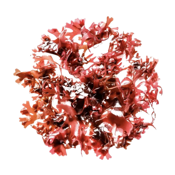 Annatto Seeds
