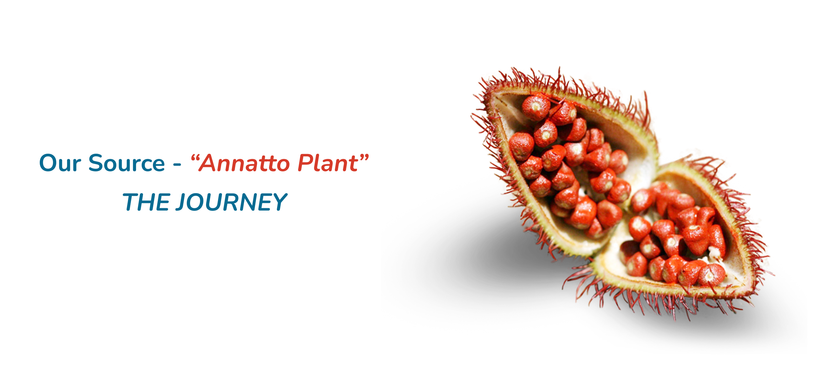 Our source annatto plant 