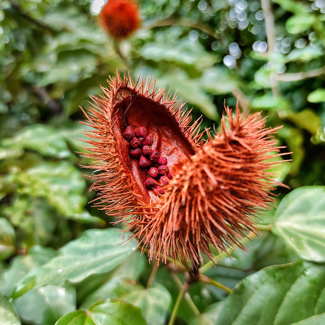Annatto Seeds