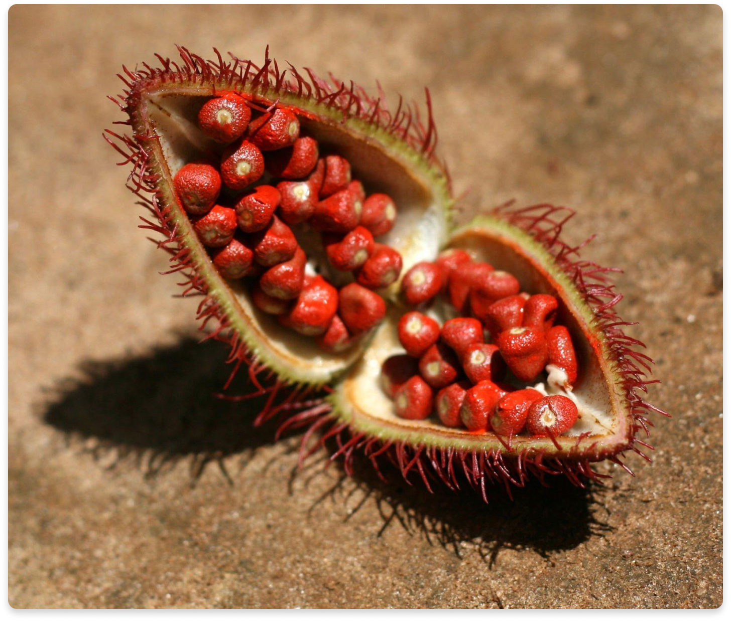 Annatto seeds for natural supplements - Rich in tocotrienols and antioxidants for wellness